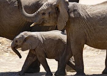 Tanzania’s 25-Year Strategic Plan Prioritises Oil, Gas Exploration – allAfrica.com