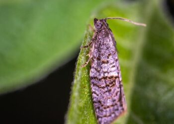 MOL and TPAO bring upstream partnership to Hungary – bne IntelliNews