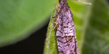 MOL and TPAO bring upstream partnership to Hungary – bne IntelliNews