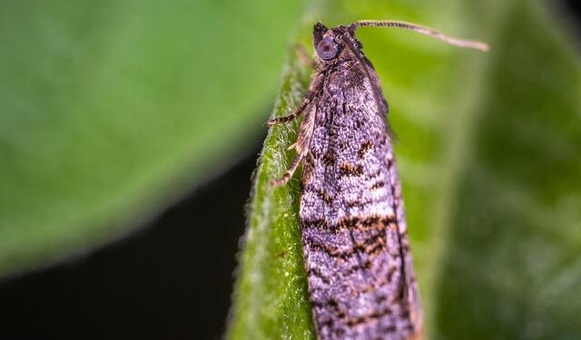 MOL and TPAO bring upstream partnership to Hungary – bne IntelliNews