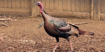 Turkey insists on two states for ethnically divided Cyprus as the UN looks to restart peace talks – AP News