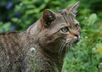 Deanna Silvestri Obituary (2025) – Saint Helena, CA – Napa Valley Register – Legacy.com