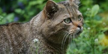 Deanna Silvestri Obituary (2025) – Saint Helena, CA – Napa Valley Register – Legacy.com