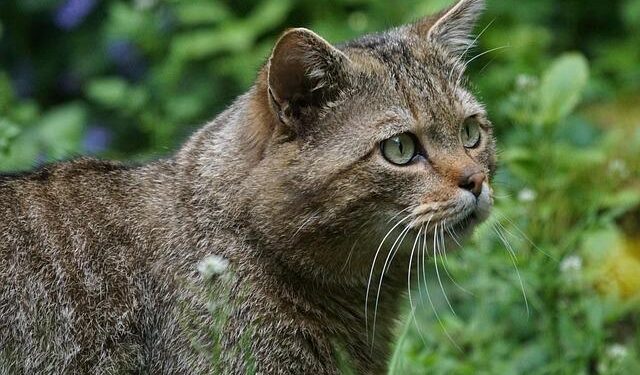 Deanna Silvestri Obituary (2025) – Saint Helena, CA – Napa Valley Register – Legacy.com