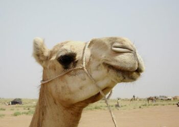 Niger’s accusation of Western chicanery hits close to home – Responsible Statecraft