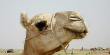 Niger’s accusation of Western chicanery hits close to home – Responsible Statecraft