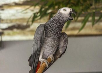 Gabon and Equatorial Guinea launch their electricity interconnection – energynews