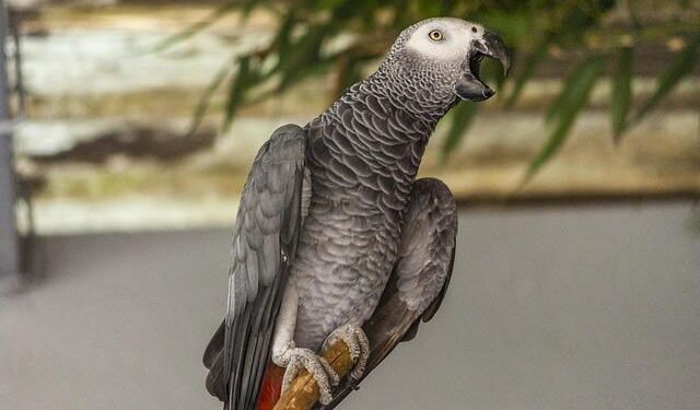 Gabon and Equatorial Guinea launch their electricity interconnection – energynews