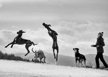 Danes put Slovenia to the sword in final test before Ice Hockey World Championships – Flashscore.com