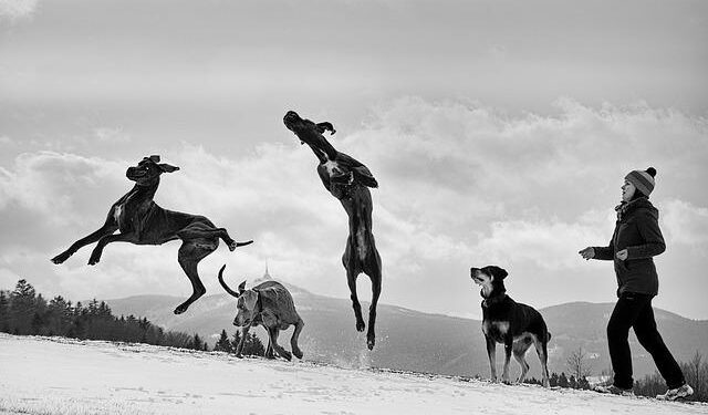 Danes put Slovenia to the sword in final test before Ice Hockey World Championships – Flashscore.com