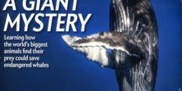 American science brain drain : The Indicator from Planet Money – NPR