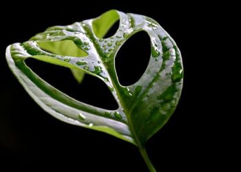 ‘You become a target if you are Black’, says Ivorian jailed in Tunisia for ‘illegal residence’ – InfoMigrants