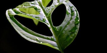 ‘You become a target if you are Black’, says Ivorian jailed in Tunisia for ‘illegal residence’ – InfoMigrants