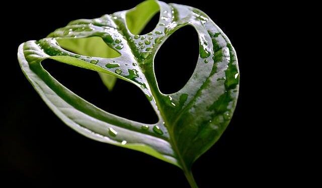 ‘You become a target if you are Black’, says Ivorian jailed in Tunisia for ‘illegal residence’ – InfoMigrants