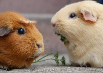 More than 2 dozen Guinea pigs up for adoption at RACC – WWBT