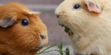 More than 2 dozen Guinea pigs up for adoption at RACC – WWBT