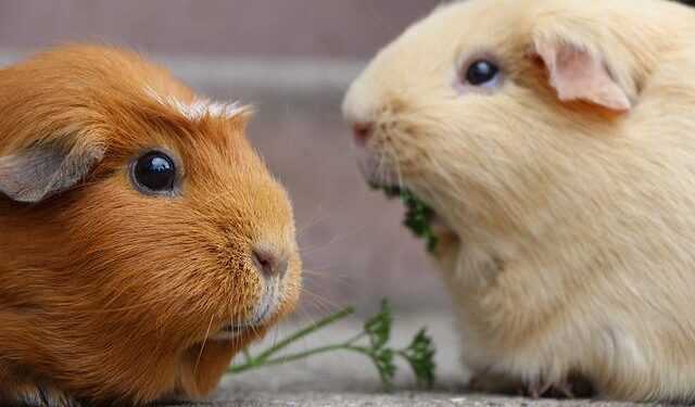 More than 2 dozen Guinea pigs up for adoption at RACC – WWBT