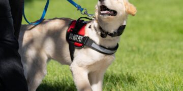 Service dog brothers reunite in Hawaii after 4 years apart – KHON2