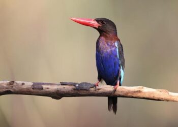 Backpacking Through Southeast Asia for Less Than You Think – MSN