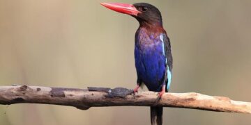 Backpacking Through Southeast Asia for Less Than You Think – MSN