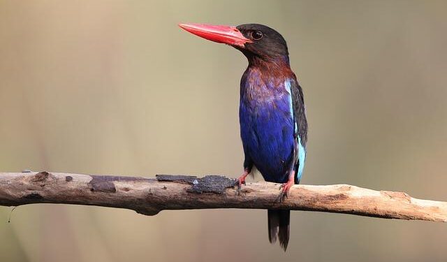 Backpacking Through Southeast Asia for Less Than You Think – MSN