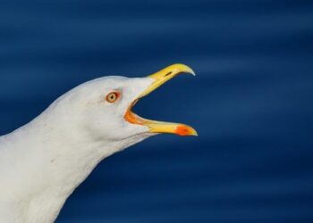 How Bill Maher and Larry David got a good idea terribly wrong. – Psychology Today