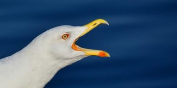 How Bill Maher and Larry David got a good idea terribly wrong. – Psychology Today