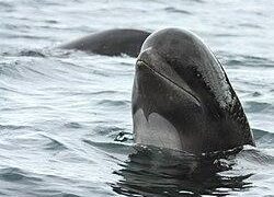 Forty Pilot Whales Killed in First Faroe Islands Grind of 2024 – Sea Shepherd Conservation Society