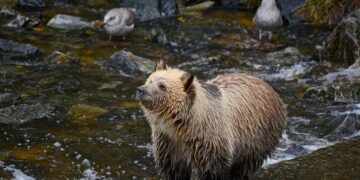 Mistreated bears rehabilitated in Bulgarian wildlife refuge – Yahoo News Canada