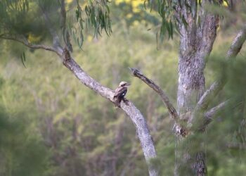 Australians voting in national election as Trump’s influence looms – CBS News