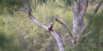 Australians voting in national election as Trump’s influence looms – CBS News
