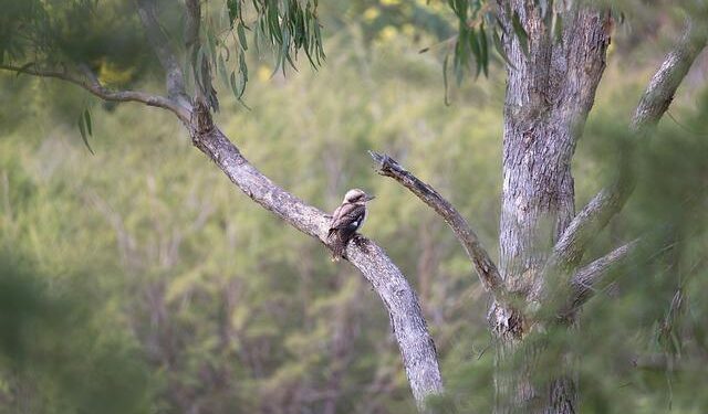 Australians voting in national election as Trump’s influence looms – CBS News