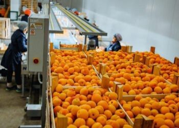 “30 to 100% of the Moldovan apricot and cherry harvests were compromised” – FreshPlaza