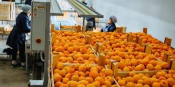 “30 to 100% of the Moldovan apricot and cherry harvests were compromised” – FreshPlaza