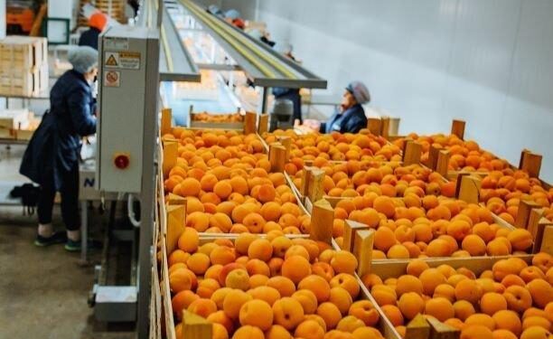 “30 to 100% of the Moldovan apricot and cherry harvests were compromised” – FreshPlaza
