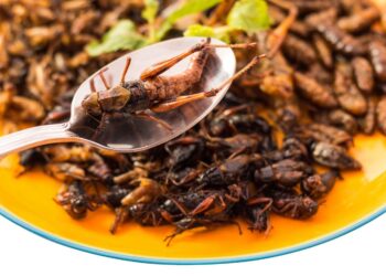 Insect meal as aquafeed in Africa: It’s a matter of scale – Aquafeed.com