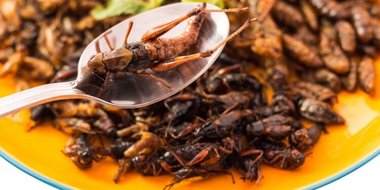 Insect meal as aquafeed in Africa: It’s a matter of scale – Aquafeed.com
