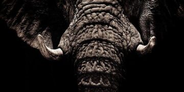 Ivory Coast Raises New Cocoa-Crop Price Amid Smaller Harvest – Bloomberg.com