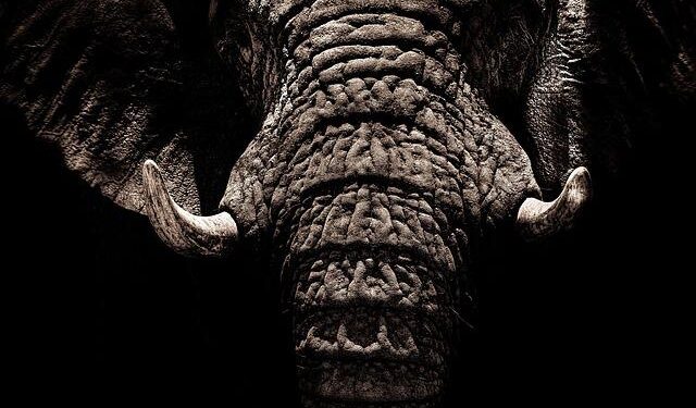 Ivory Coast Raises New Cocoa-Crop Price Amid Smaller Harvest – Bloomberg.com