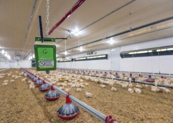 Climate-Smart Chicken Value Chain Project Empowers Youth in Uganda, Burundi – ChimpReports