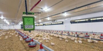 Climate-Smart Chicken Value Chain Project Empowers Youth in Uganda, Burundi – ChimpReports