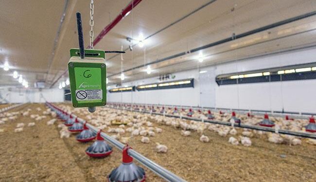 Climate-Smart Chicken Value Chain Project Empowers Youth in Uganda, Burundi – ChimpReports