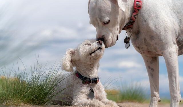 This charming capital is a perfect — and affordable — city break – The Times