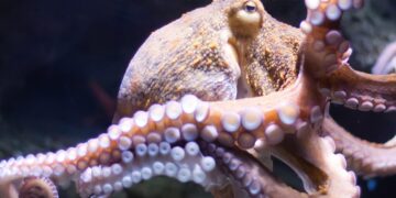 Tentacle Temptation: Mauritania Is Known For Its Octopus But It’s Not All Smooth Sailing – Forbes Africa