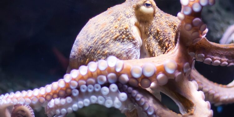 Tentacle Temptation: Mauritania Is Known For Its Octopus But It’s Not All Smooth Sailing – Forbes Africa