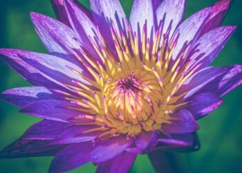 NPP and Ghana’s Constitution: A Legacy of Absence and Judicial Influence – Modern Ghana