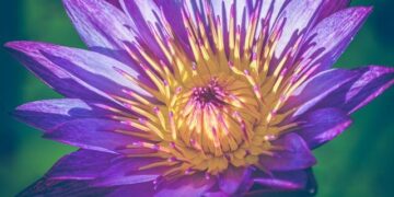 NPP and Ghana’s Constitution: A Legacy of Absence and Judicial Influence – Modern Ghana