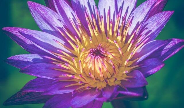 NPP and Ghana’s Constitution: A Legacy of Absence and Judicial Influence – Modern Ghana