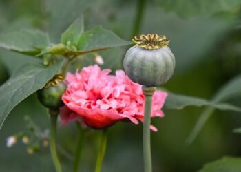 Four arrested in drug bust – Samoa Observer