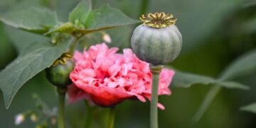 Four arrested in drug bust – Samoa Observer